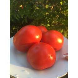 Гном Червоний томат Сари (Dwarf Sarah's Red Tomato) США