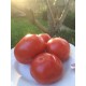 Гном Червоний томат Сари (Dwarf Sarah's Red Tomato) США