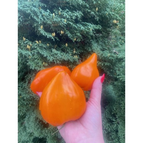 Лисачий ніс (Fox Nose, Лискин Нос) США