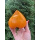 Лисачий ніс (Fox Nose, Лискин Нос) США