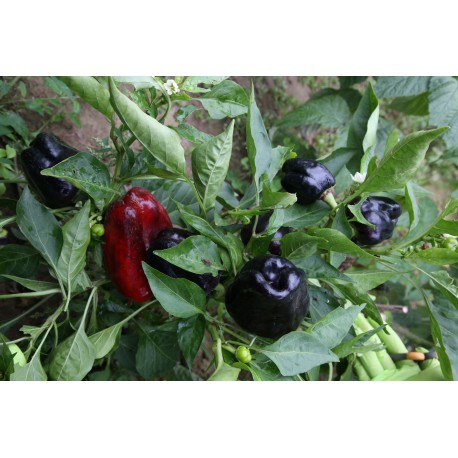 Чорний метелик (Франція)